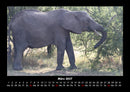 Der Elefantenkalender Fotokalender 2027 - 3