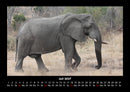 Der Elefantenkalender Fotokalender 2027 - 7