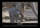 Der Elefantenkalender Fotokalender 2027 - 8
