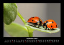 Käfer  Fotokalender 2027 - 9
