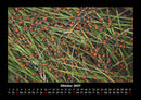 Käfer  Fotokalender 2027 - 10