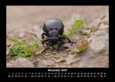 Käfer  Fotokalender 2027 - 11