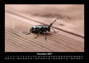 Käfer  Fotokalender 2027 - 12