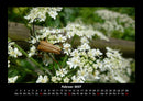 Käfer  Fotokalender 2027 - 2