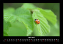 Käfer  Fotokalender 2027 - 5