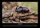 Käfer  Fotokalender 2027 - 6