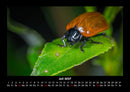 Käfer  Fotokalender 2027 - 7