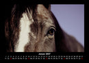 Pferdegeflüster Fotokalender 2027 - 1