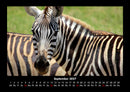 Zebrazauber Fotokalender 2027 - 9