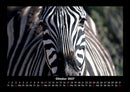Zebrazauber Fotokalender 2027 - 10