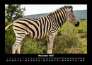 Zebrazauber Fotokalender 2027 - 11