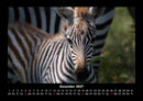 Zebrazauber Fotokalender 2027 - 12