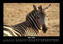 Zebrazauber Fotokalender 2027 - 3