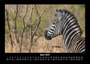 Zebrazauber Fotokalender 2027 - 4
