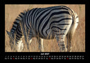 Zebrazauber Fotokalender 2027 - 7