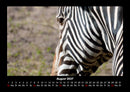 Zebrazauber Fotokalender 2027 - 8