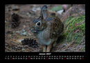 Waldzauber Fotokalender 2027 - 1