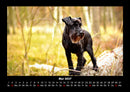 Waldzauber Fotokalender 2027 - 5