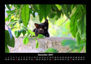 Für Katzenfreunde Fotokalender 2027 - 12