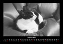 Für Katzenfreunde Fotokalender 2027 - 1