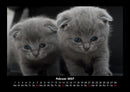 Für Katzenfreunde Fotokalender 2027 - 2