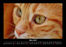 Für Katzenfreunde Fotokalender 2027 - 3