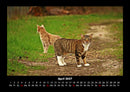 Für Katzenfreunde Fotokalender 2027 - 4