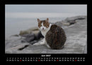 Für Katzenfreunde Fotokalender 2027 - 6