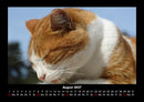 Für Katzenfreunde Fotokalender 2027 - 8