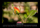 Blumenkalender Fotokalender 2027 - 9