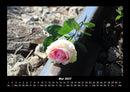 Blumenkalender Fotokalender 2027 - 5