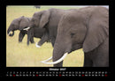 Elefanten - Die sanften Riesen Afrikas Fotokalender 2027 - 10