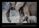 Elefanten - Die sanften Riesen Afrikas Fotokalender 2027 - 12