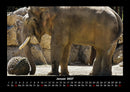 Elefanten - Die sanften Riesen Afrikas Fotokalender 2027 - 1