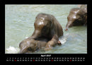 Elefanten - Die sanften Riesen Afrikas Fotokalender 2027 - 4
