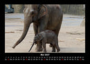 Elefanten - Die sanften Riesen Afrikas Fotokalender 2027 - 5