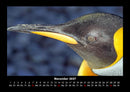 Pinguine & Eisbären Fotokalender 2027 - 11