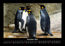 Pinguine & Eisbären Fotokalender 2027 - 12