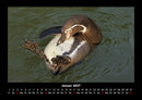 Pinguine & Eisbären Fotokalender 2027 - 1