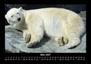 Pinguine & Eisbären Fotokalender 2027 - 3