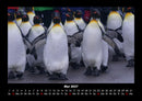 Pinguine & Eisbären Fotokalender 2027 - 5