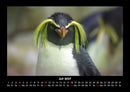 Pinguine & Eisbären Fotokalender 2027 - 7