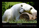 Pinguine & Eisbären Fotokalender 2027 - 8