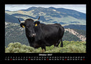 Kuhkalender Fotokalender 2027 - 10