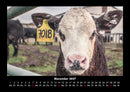 Kuhkalender Fotokalender 2027 - 11