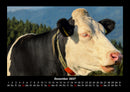 Kuhkalender Fotokalender 2027 - 12
