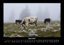 Kuhkalender Fotokalender 2027 - 4