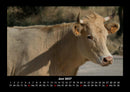 Kuhkalender Fotokalender 2027 - 6