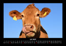 Kuhkalender Fotokalender 2027 - 7