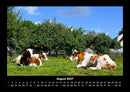 Kuhkalender Fotokalender 2027 - 8